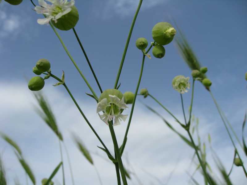 Silene vulgaris s.l.